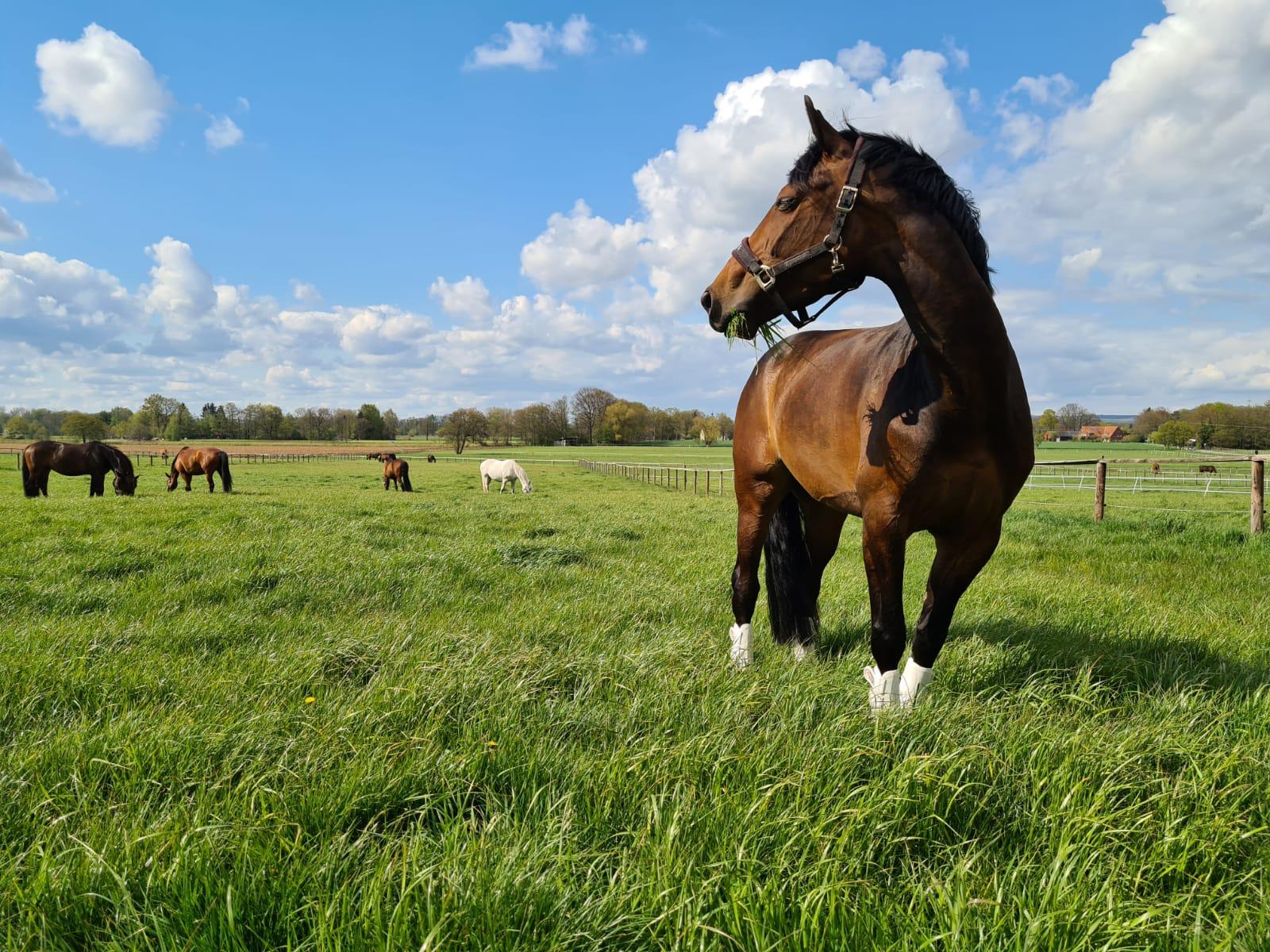 Weide mit Pferd